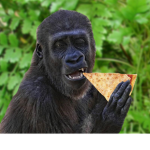 pizza world23