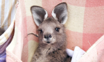 Kangaroo society!!