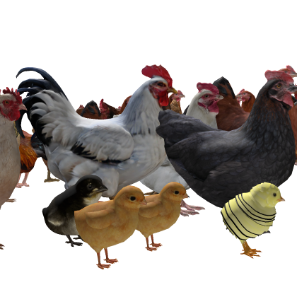 Chickens
