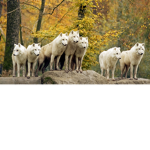 Wolf Wild