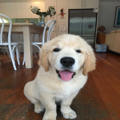 My dog Roblox decal