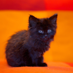 Kittycats'ss