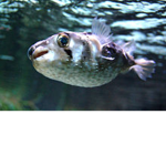 Good fish of porcupine