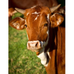 The legendary cows