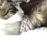 The Bunny Cat