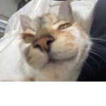 kitten1’s ekittens