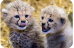 Love baby cheetahs