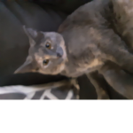 Kitty's cute Katz