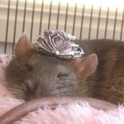 Rats