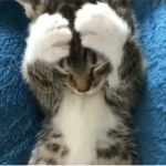 Mr_beannnn