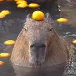 Fans of capybaras