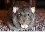 rattie rat rats
