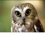 Owls Will Live ON
