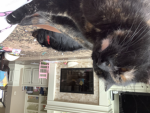 Kitty cats Clip It Community