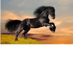 Horses Onlyy
