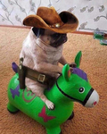 MrPugDevelops Fan Group!