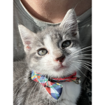 Lil peep el gato group