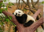 Abby’s panda cubs club