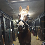 . Big Dream Stables .