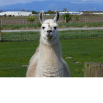 The Lazy Llamas