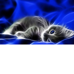Kitty gold digers