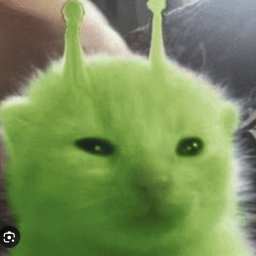 cat funhouse
