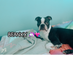 Beanxx