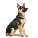 Roxy Is A Cute German Shep herd