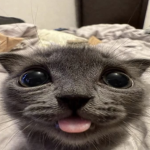 Meow Forge