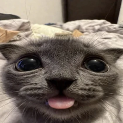 Meow Forge Roblox group icon