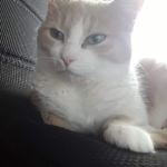 Nyan cats sister