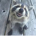 Praise Raccoons