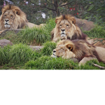 the waht family