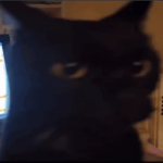 catt luverzz