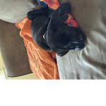 puppy funny not cat