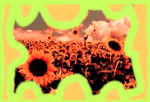 Sunflower group cool