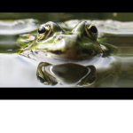 Frog Force Army