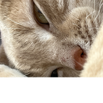 iSxmmerKittyGroup