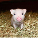 Over hall pigs