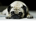 Pugs are the best like you