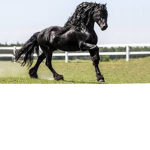 -|Moon Riding School!-|