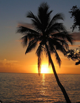 Palm trees Clothing
