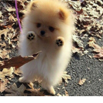 Doggos!!! =D