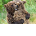 Cub Club!