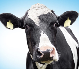 Cow builds hotel