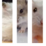 Bella's Hamster Club