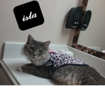 Isla the cat