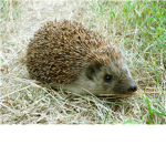 Boogie Boogie Hedgehog!