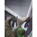Crazybunnydudes official fan group