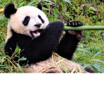 Save endangered animals